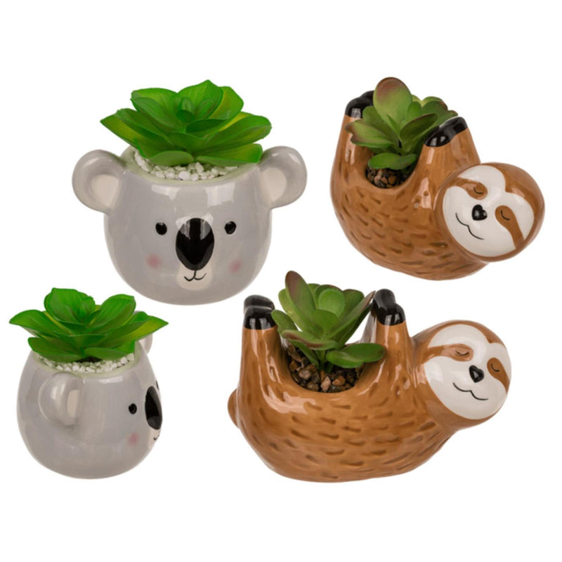 Ootb succulento in vaso, bradipo o koala