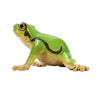 Schleich Wild Life European Tree Frog 14882