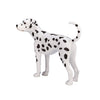 Mojo farmland dalmatiër - 387248