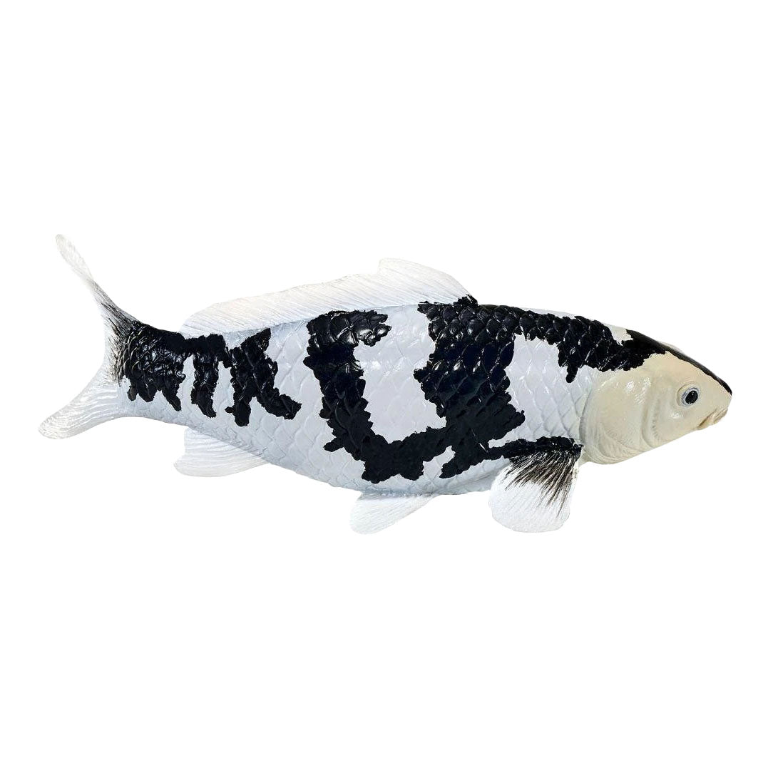 Collezione Mojo koi - shiro utsuri koi bianco e nero 381120