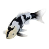 Collezione Mojo koi - shiro utsuri koi bianco e nero 381120