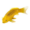 Collezione Mojo Koi - Kin Matsuba Koi Oro 381123