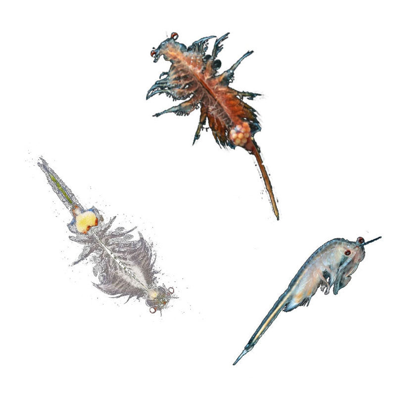 Cría de artemia cosmos