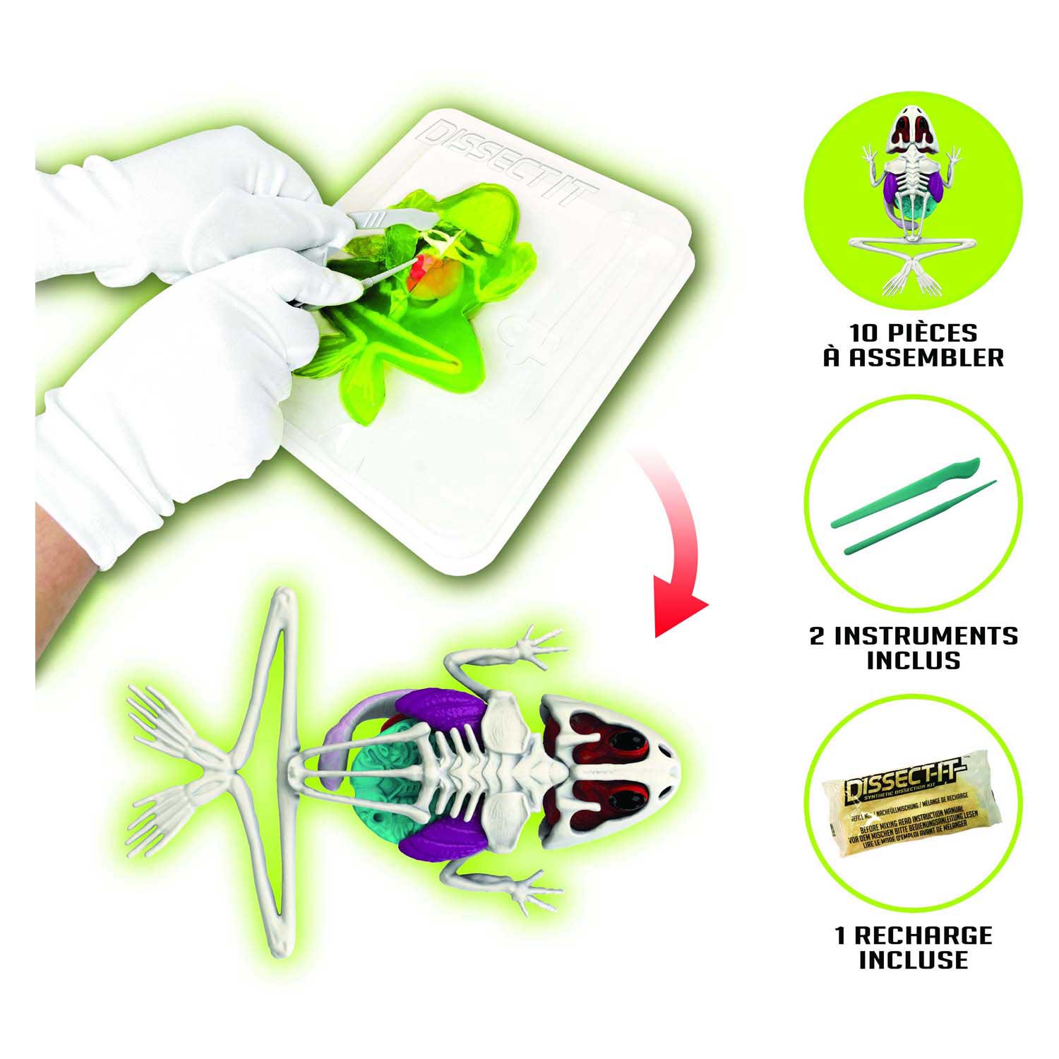 Viscido laboratorio seziona: seziona una rana