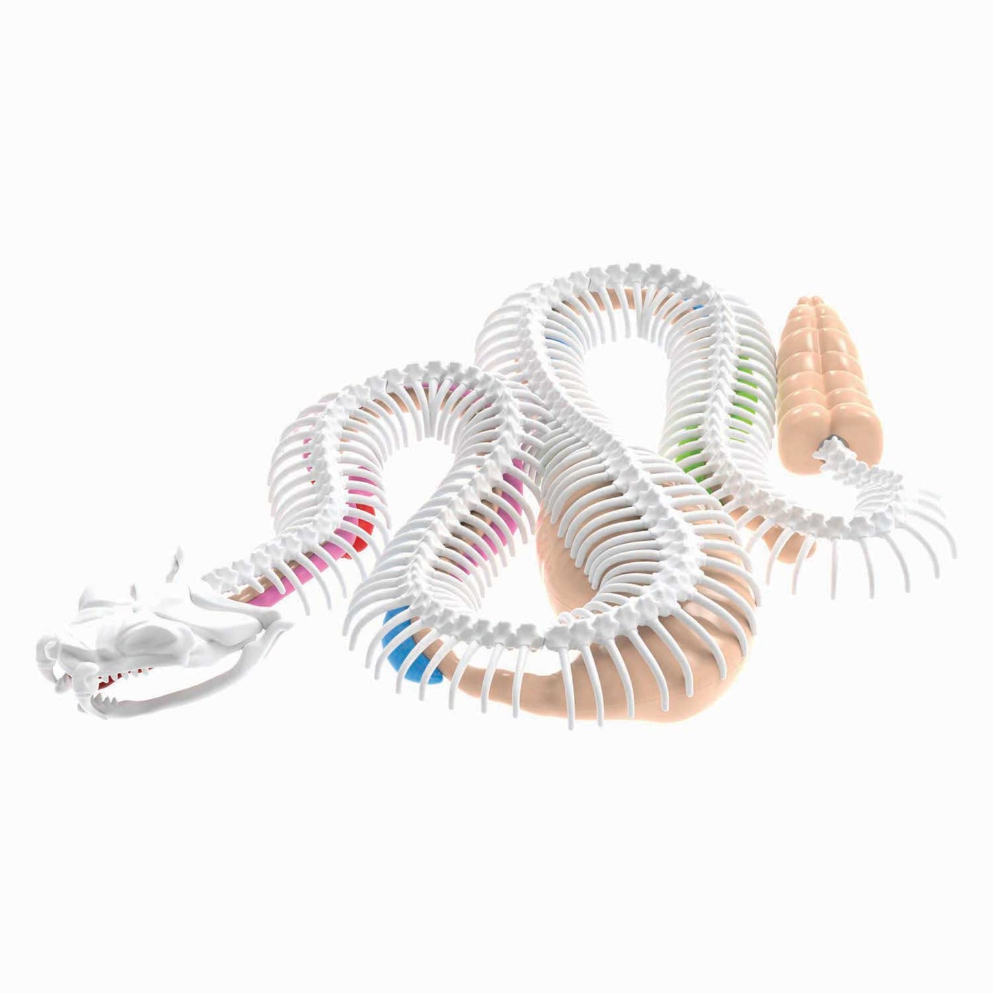 Dissect-it dissects a rattlesnake mega gift box