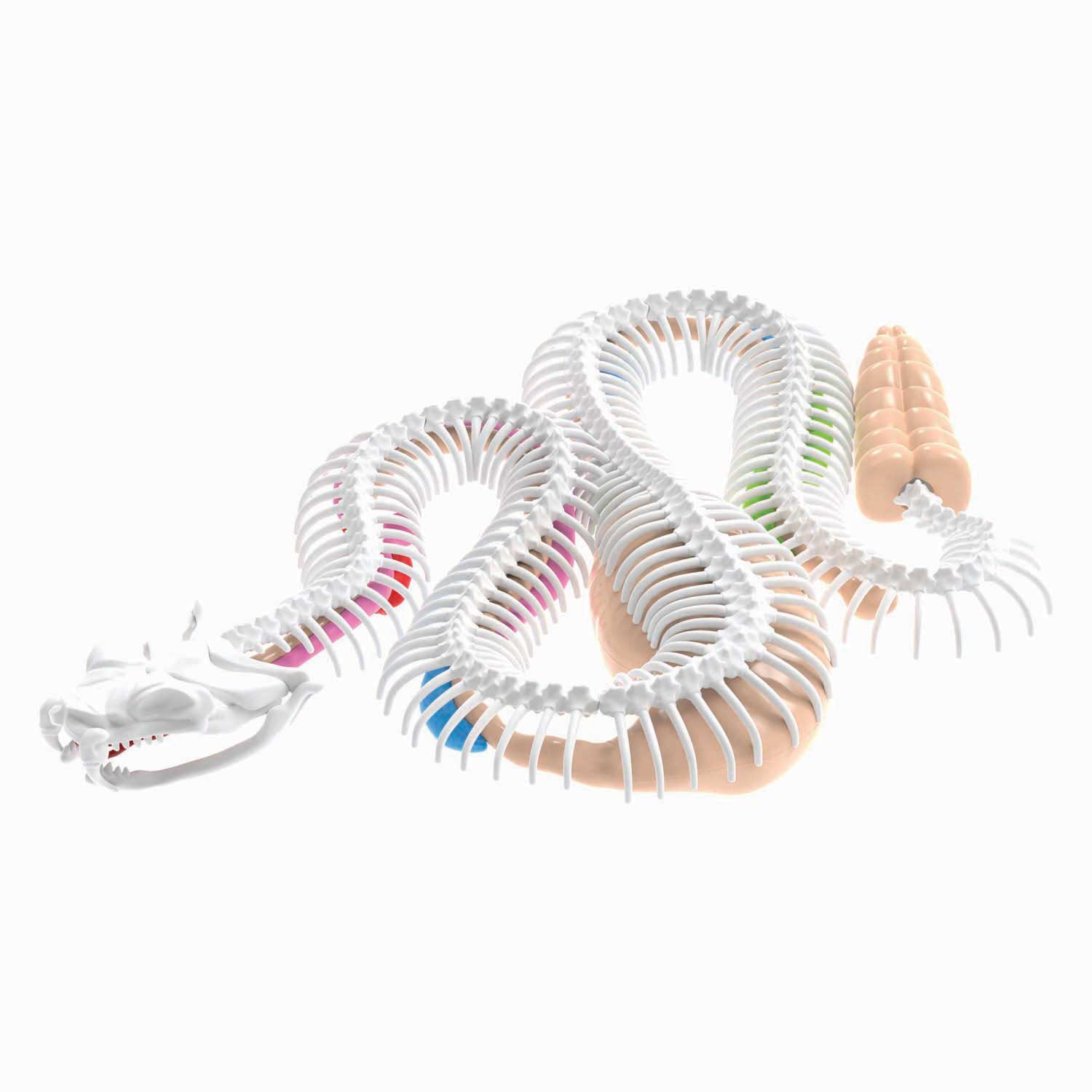 Dissect-it dissects a rattlesnake mega gift box