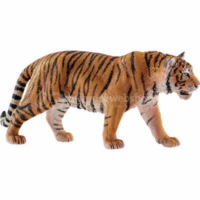 Tiger bengaliano 14729