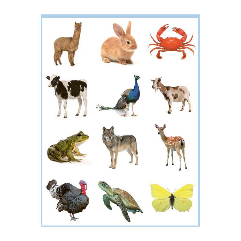 Libro para colorear y pegatinas de animales dulces deltas