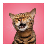 Deltas match the cats! - memospel - afbeelding 3