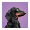 Deltas match the dogs! - memospel