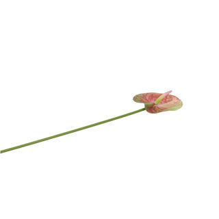 No brand kunstbloem anthurium 58 cm countryfield | 6 stuks