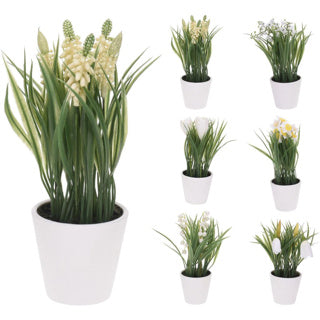 Planta nampook en maceta 6 surti