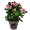 Pianta artificiale azalea rosa in pentola