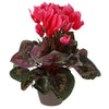 Planta artificial ciclamen rosa en maceta