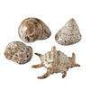 Boltze home deco shell 7x6x4cm