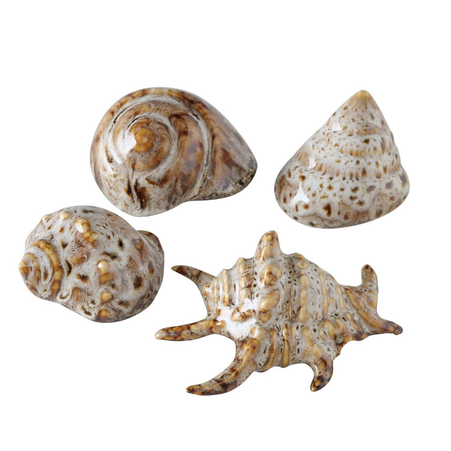 Boltze home deco shell 7x6x4cm