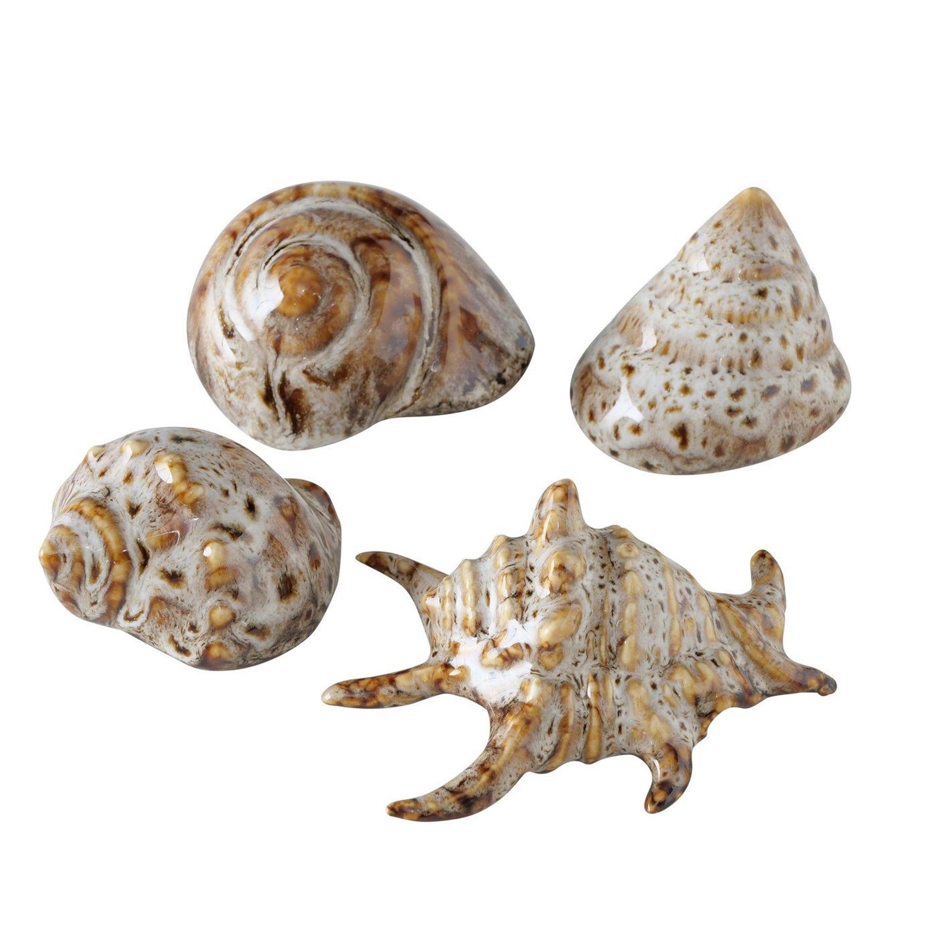 Boltze home deco shell 7x6x4cm