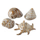 Boltze home deco shell 7x6x4cm