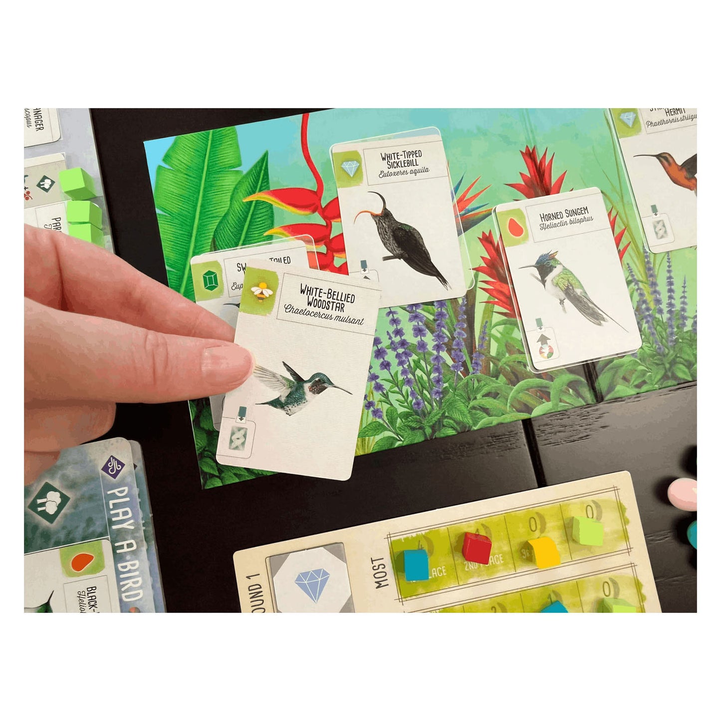 999games 999 giochi Wingspan: gioco da tavolo centro e sud america (espansione, olandese, 1 - 5 giocatori, 40 - 70 minuti, da 10 anni)