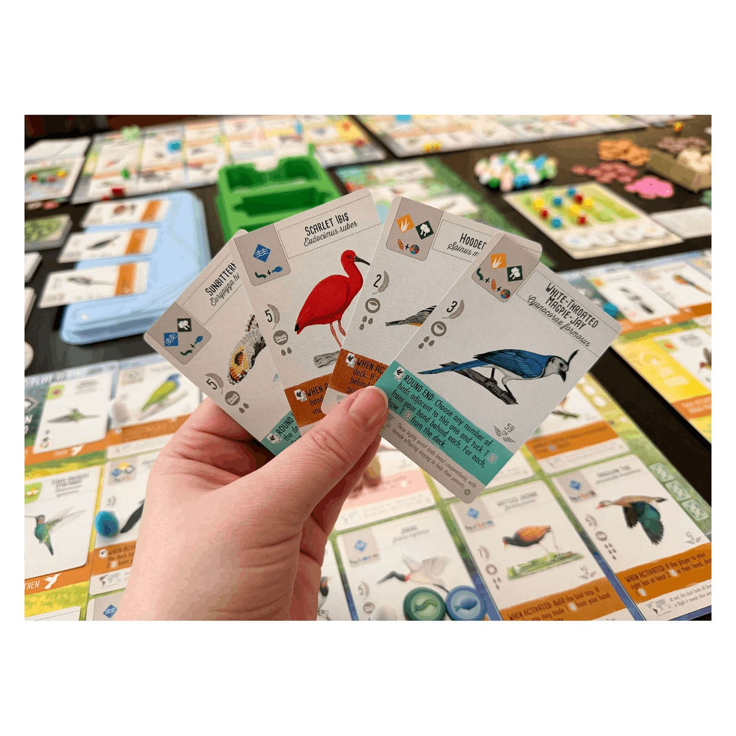 999games 999 giochi Wingspan: gioco da tavolo centro e sud america (espansione, olandese, 1 - 5 giocatori, 40 - 70 minuti, da 10 anni)