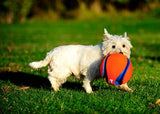 Chuckit kick fetch - afbeelding 3