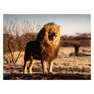 El león el rey de los animales rompecabezas, 1500 °.