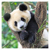 Ravensburger puzzel panda, tijger en leeuw, 3x49st.