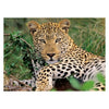 Ravensburger - Puzzle Leopard 100th. Xxl