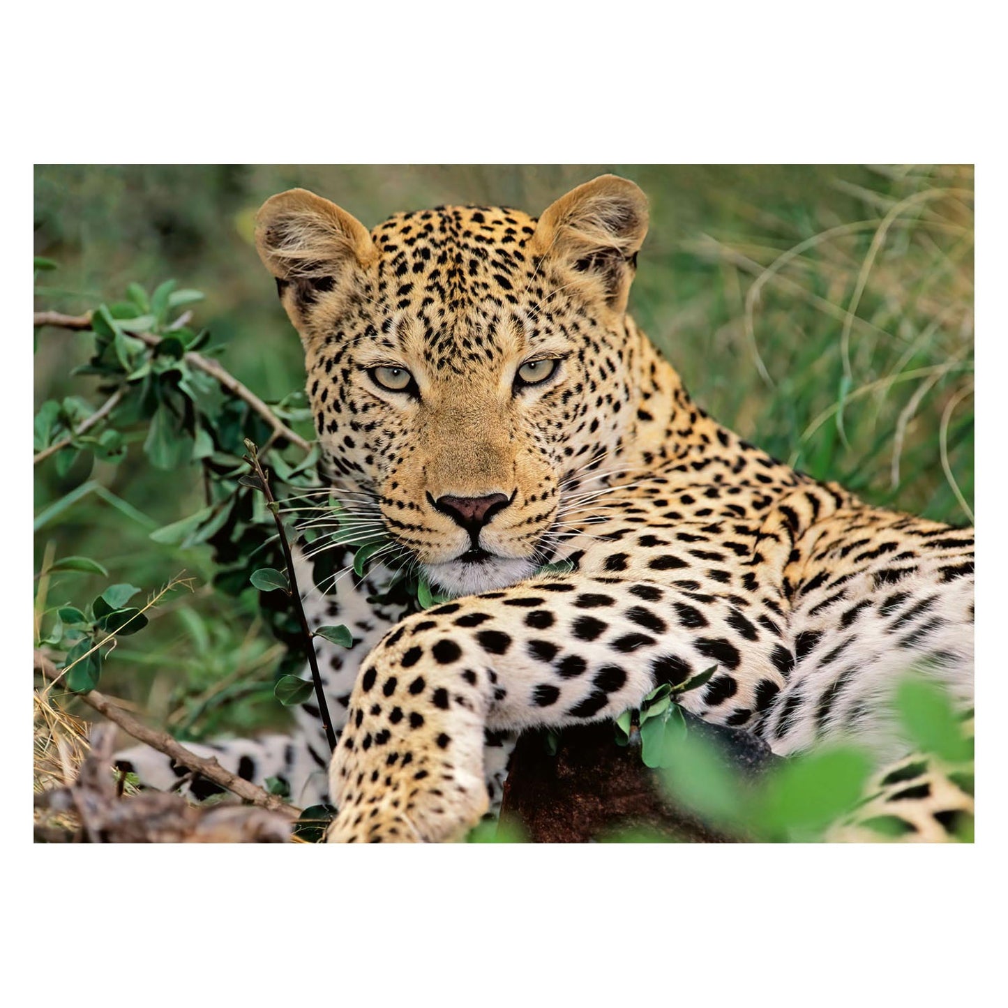 Ravensburger - Puzzle Leopard 100. Xxl