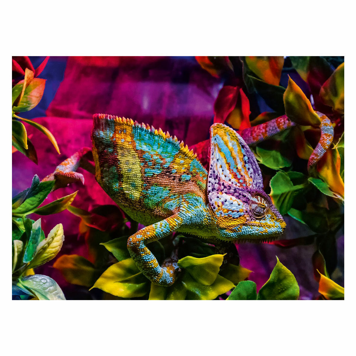 Ravensburger Jigsaw Puzzle Colorido Animales Chameleon, 500º.