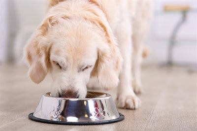 Hoppy Pet Food Bowl Anti -Slip