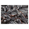 Clementoni Legpuzzel National Geographics - Zebra, 1000st.