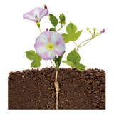 Clementoni Clementoni Terrarium Knutselset - afbeelding 5