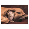 Clementoni Jigsaw Puzzle Dog and Cat, 500st.