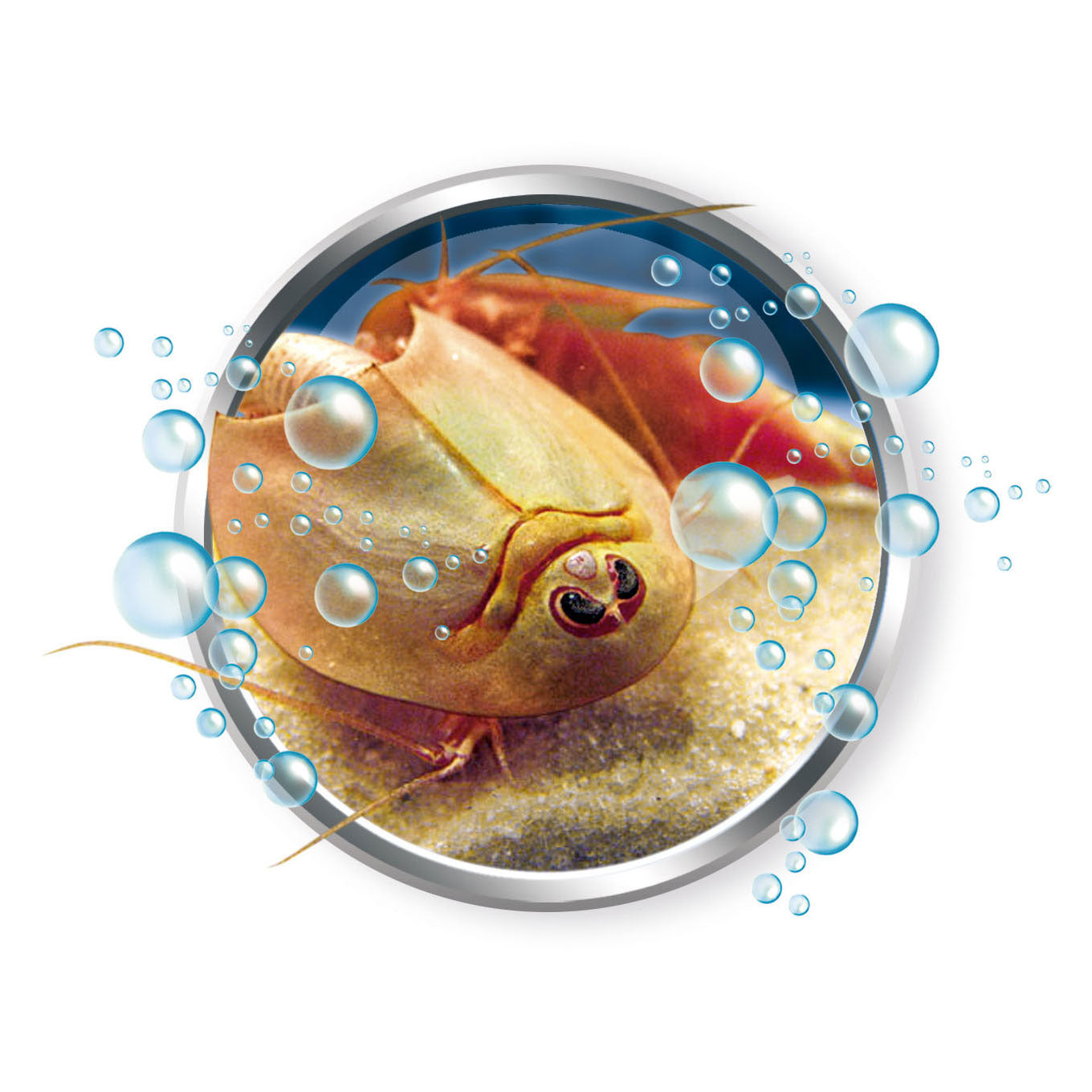 Il gioco scientifico Clementoni fa crescere i tuoi triops