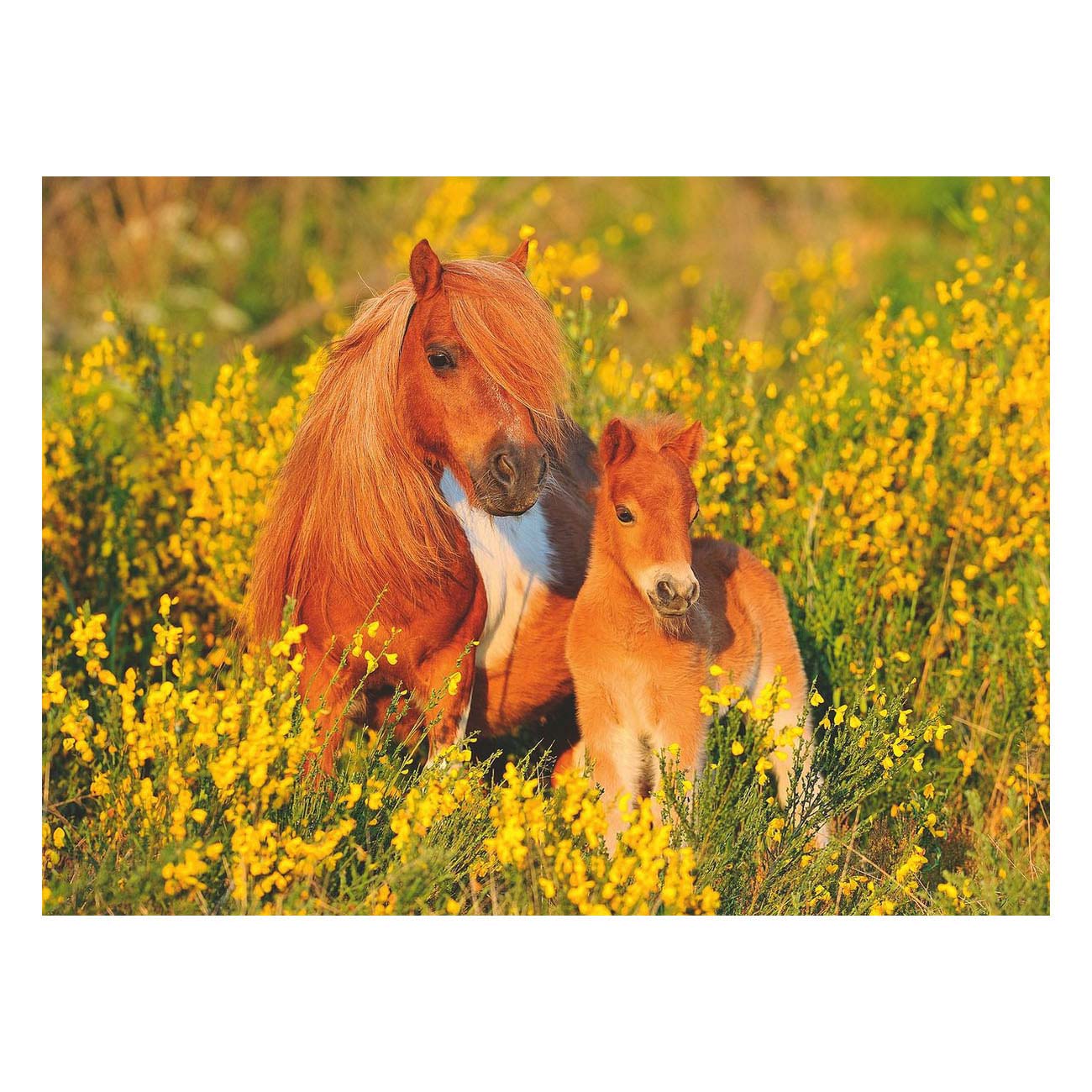 Ravensburger Shetland Ponies, 100. Xxl