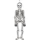 Creativ company creotime feestdecoratie skelet glow-in-the-dark 120 cm karton wit