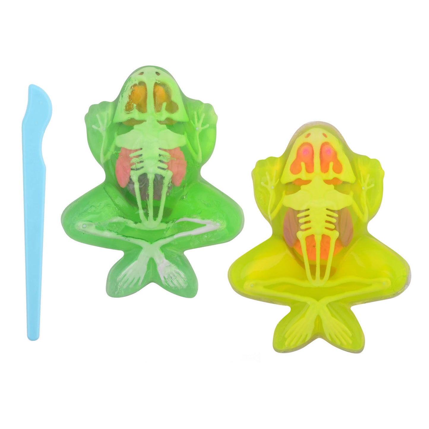 Johntoy Science Explorer Frog Anatomy Mucus