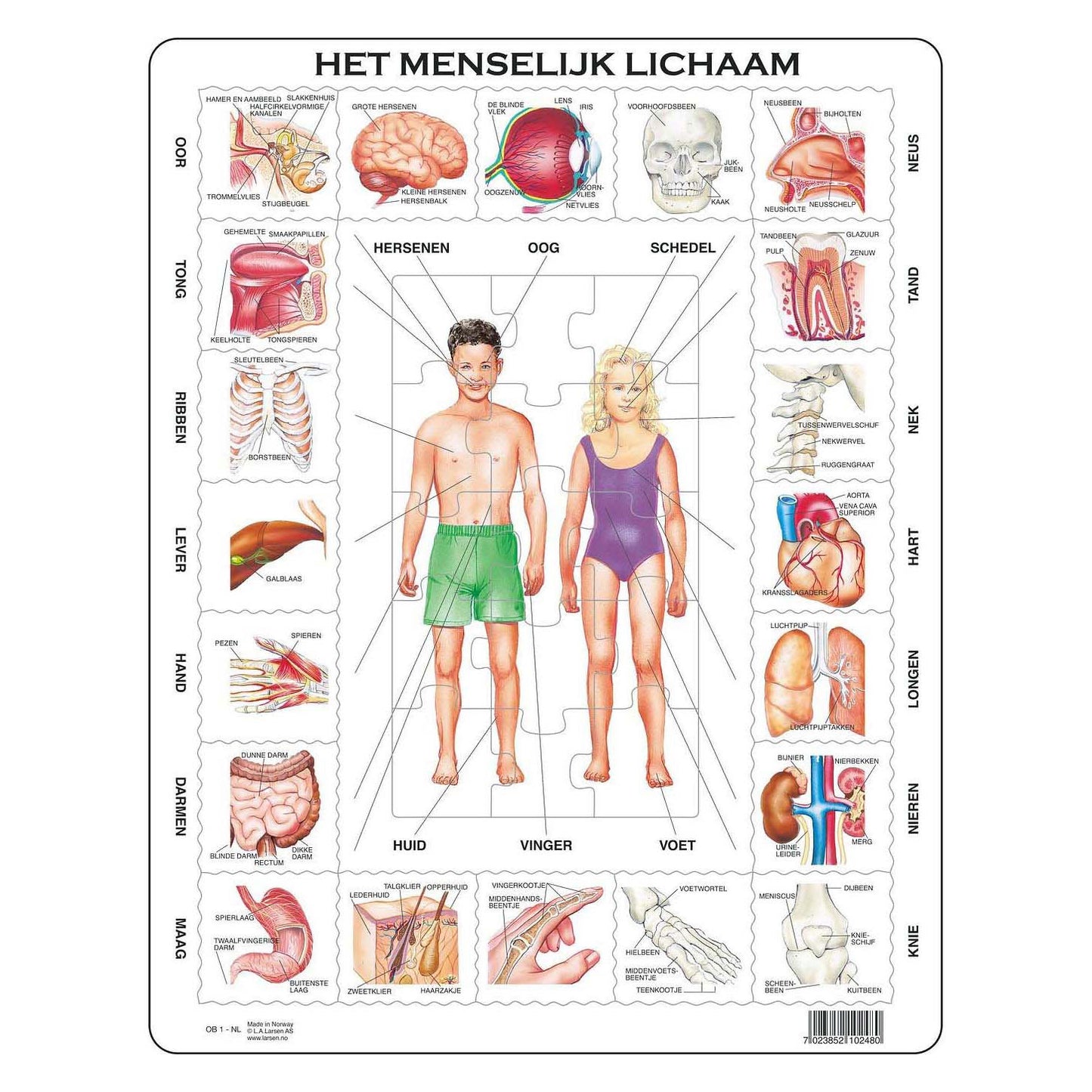 Larsen het menselijk lichaam, 35st.