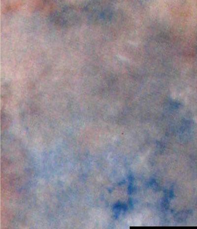 Falcon Eyes Background stoffa S122 2.9x7 m
