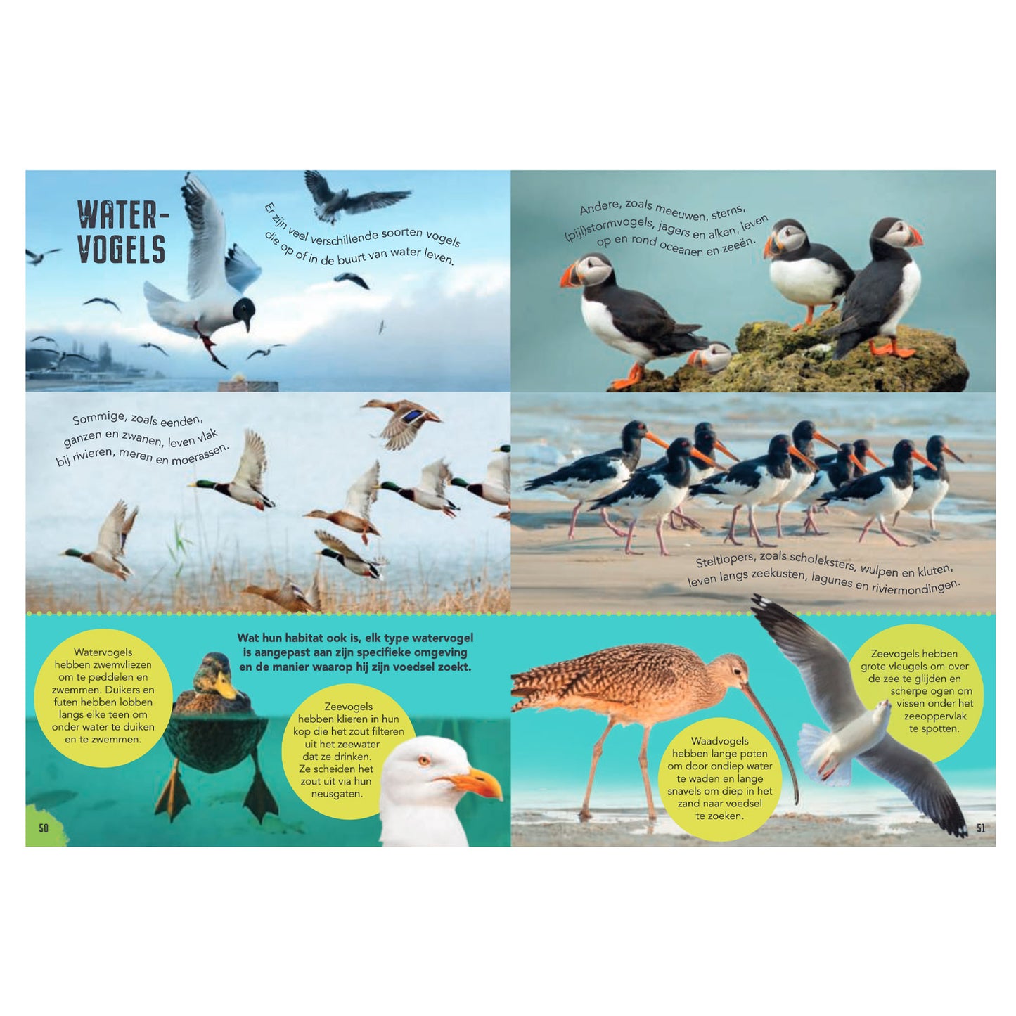 Rebo Editors Vogels Guide and Nature Diary for Children