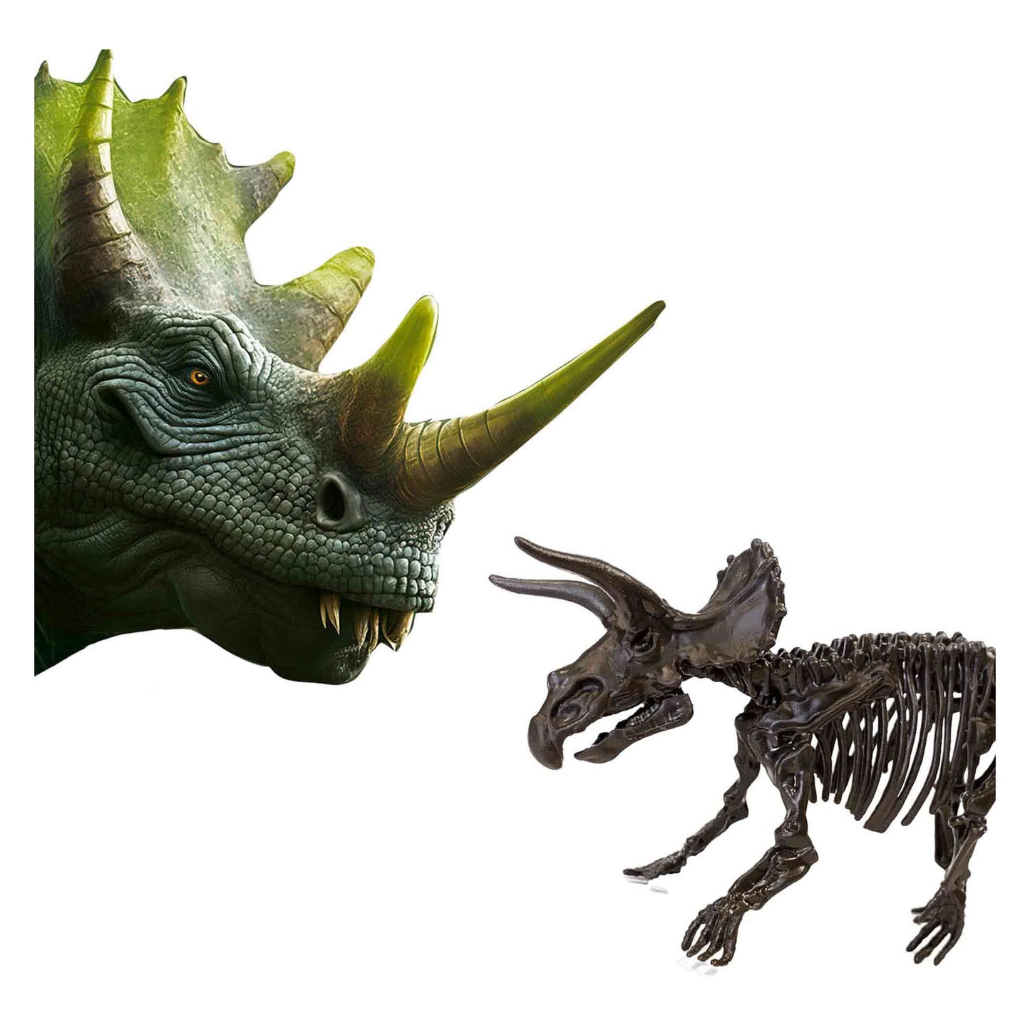 SES esplora e scheletro scavato 2in1 triceratops