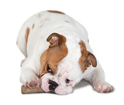 Petstages Dogwood durable stick - afbeelding 2