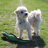 Happy pet gaudy game fazant