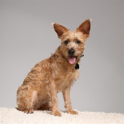 Teek senza ticchetta e vlo Defense for Dog and Cat Black