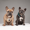 Teek senza ticchetta e vlo Defense for Dog and Cat Black