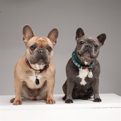 Teek senza ticchetta e vlo Defense for Dog and Cat Black