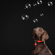 Teek senza ticchettite e vlo difesa per cani e gatto arancione fluorescente - afbeelding 4