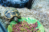 Feliz plato de comida para mascotas hoja verde verde - afbeelding 2