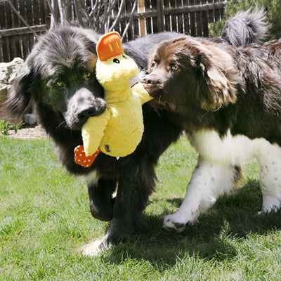 Kong Comfort Jumbo Duck Surti